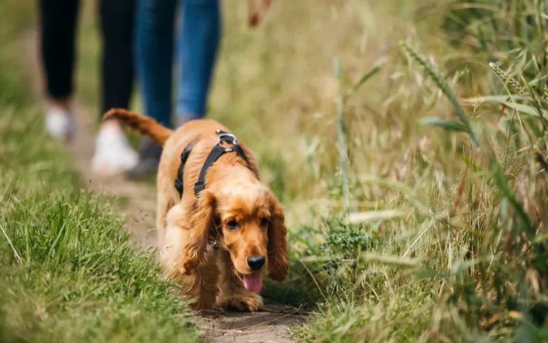 Dog walking on a trail near Mammoth Springs in Sussex, WI