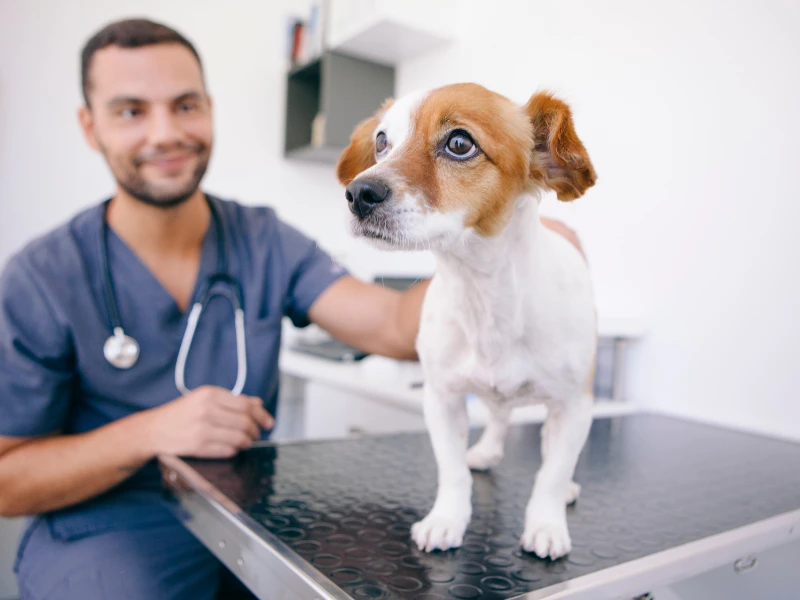 Pet Services in Sussex, WI